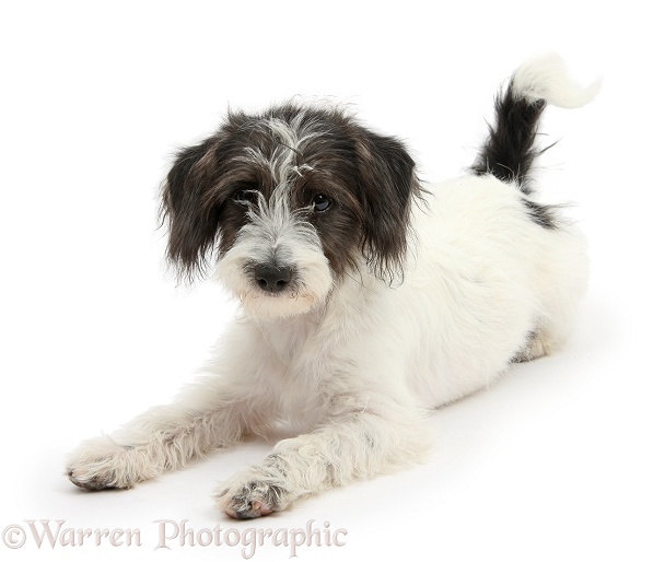 Black-and-white Jack-a-poo dog pup, 4 months old, white background
