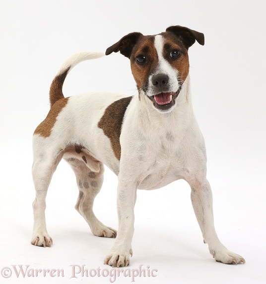 Jack Russell Terrier dog, white background
