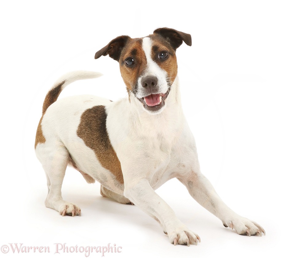 Playful Jack Russell Terrier dog, white background