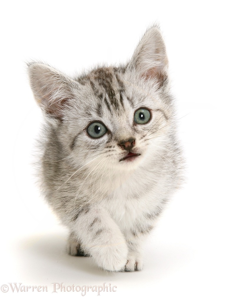 Silver tabby Bengal-cross kitten, white background