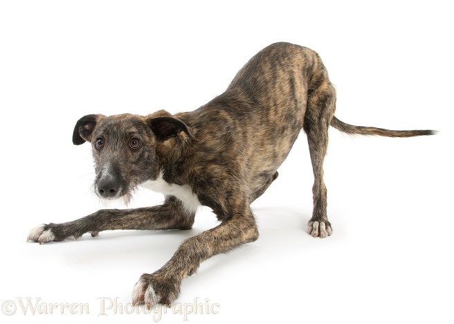 Brindle Lurcher dog, Kite, in play-bow, white background