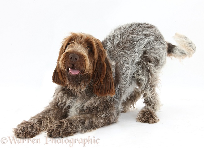 Playful brown Roan Italian Spinone dog, Riley, in play-bow, white background