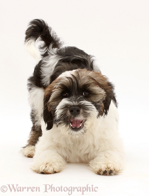 Tibetan Terrier puppy in play-bow, white background