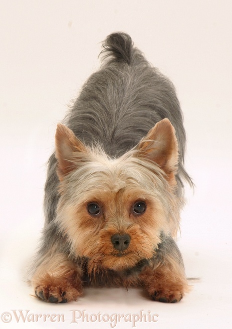 Yorkshire Terrier, Tira, in play-bow, white background