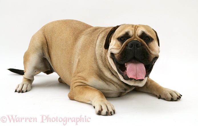 Bullmastiff lying with tongue out, white background
