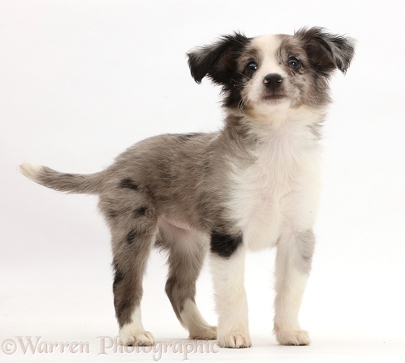 Mini American Shepherd puppy, white background