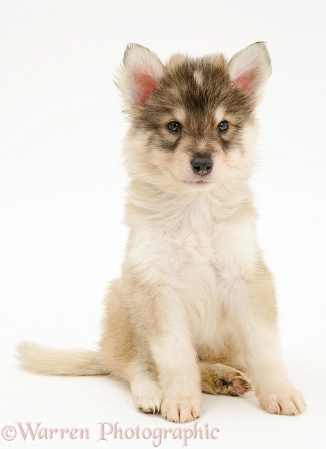 Utonagan puppy, white background