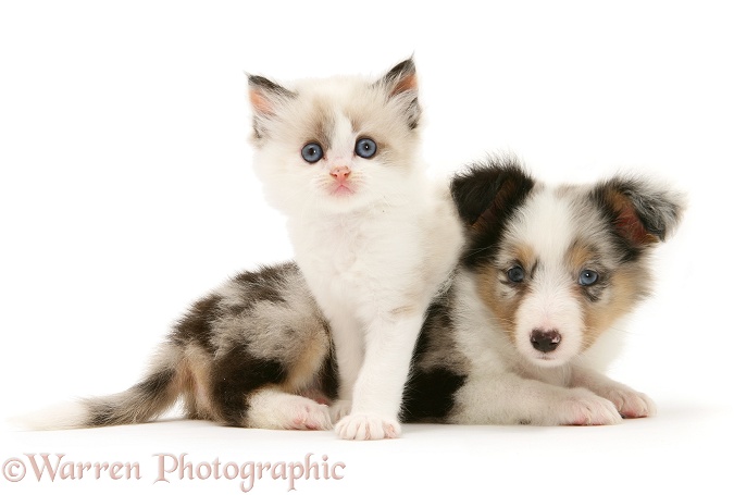 Birman-cross kitten and tricolour merle Shetland Sheepdog pup, white background