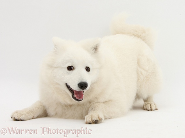 White Japanese Spitz dog, Sushi, 6 months old, in play-bow, white background