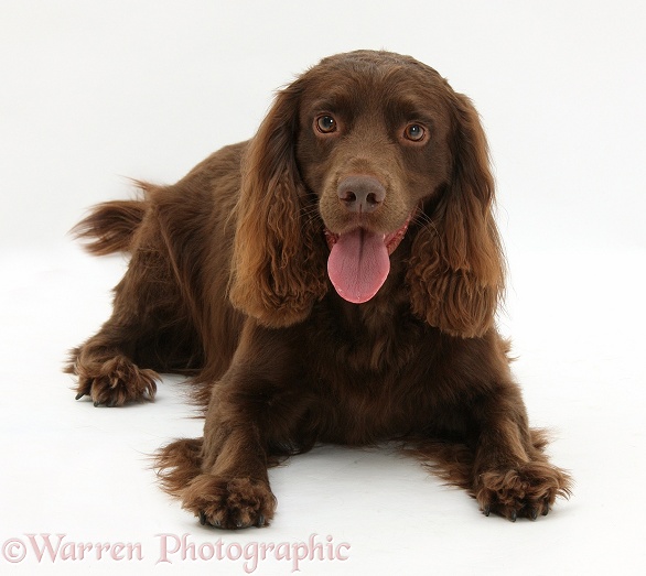 Chocolate working Cocker Spaniel, 4 years old, white background