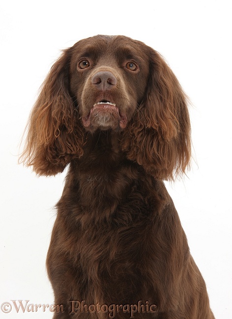 Chocolate working Cocker Spaniel, 4 years old, white background