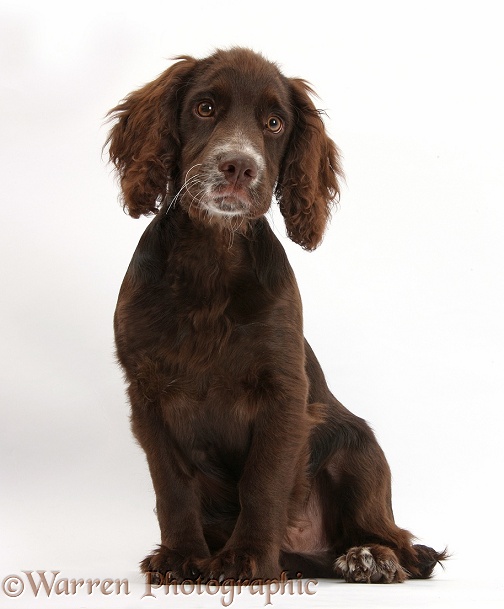 Chocolate Cocker Spaniel pup, Jeff, 4 months old, sitting, white background