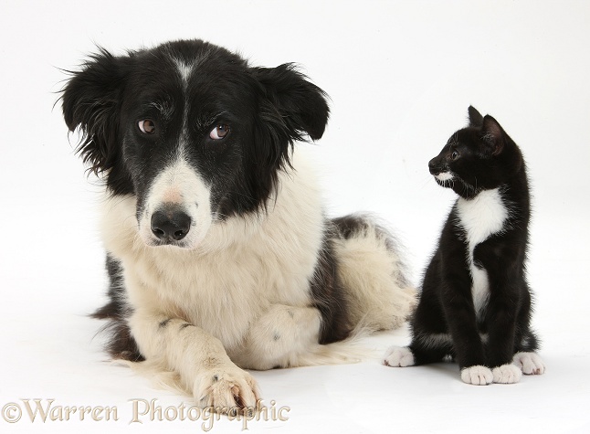 Black-and-white Border Collie bitch, Phoebe, with black-and-white tuxedo male kitten, Tuxie, 8 weeks old, white background