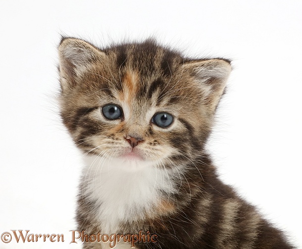 Tortoiseshell tabby kitten, white background