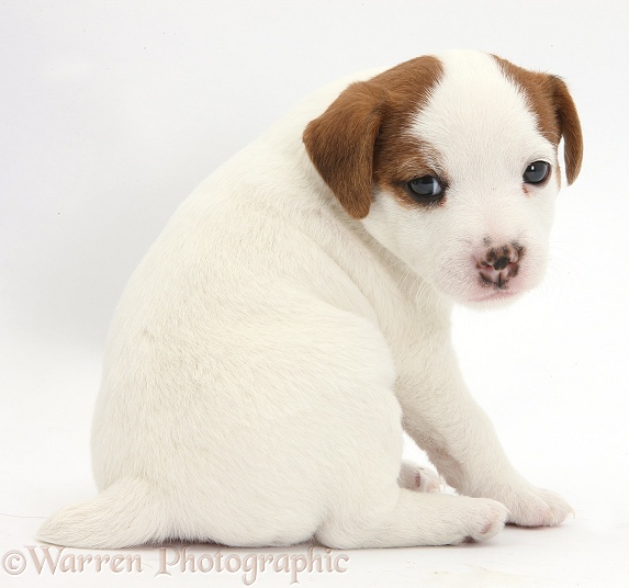 Jack Russell Terrier puppy, 4 weeks old, looking over shoulder, white background