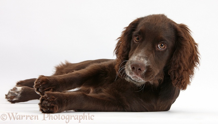 Chocolate Cocker Spaniel pup, Jeff, 4 months old, lying on his side, white background