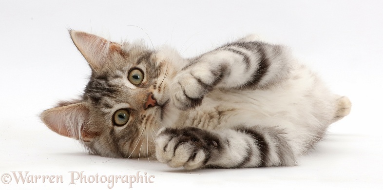Silver tabby kitten, Loki, 3 months old, lying on his side, white background