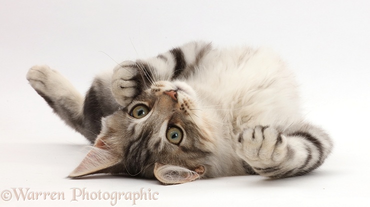 Silver tabby kitten, Loki, 3 months old, lying on his back, white background