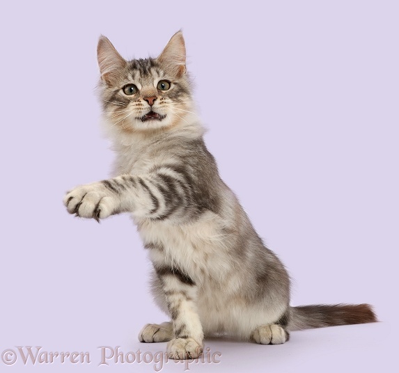 Silver tabby kitten, Loki, 3 months old, pointing with a raised paw, white background