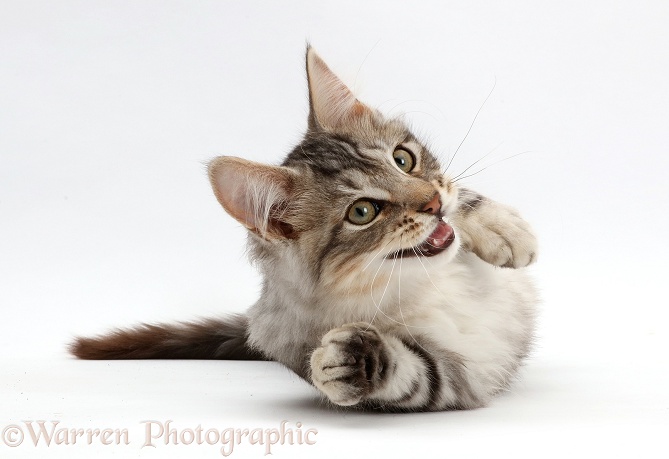 Silver tabby kitten, Loki, 3 months old, lying on his side and attempting to reach out with a paw, white background