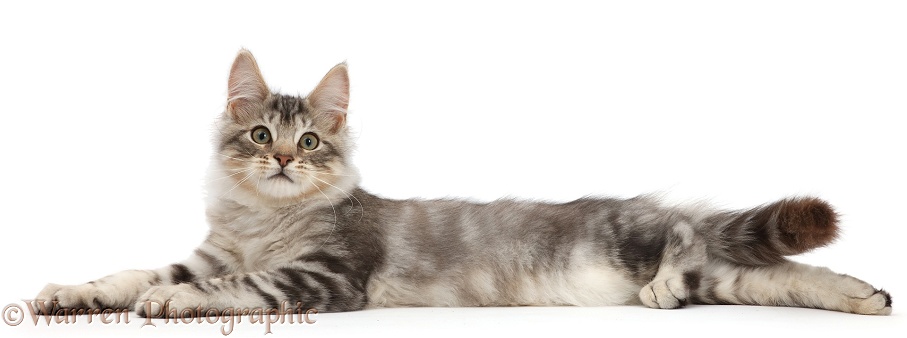 Silver tabby kitten, Loki, 3 months old, lying spread out and and relaxing, white background