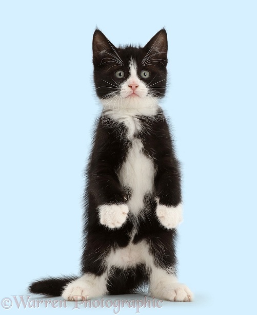 Black-and-white kitten, Solo, 7 weeks old, standing on hind legs like a meerkat with front paws hanging, white background