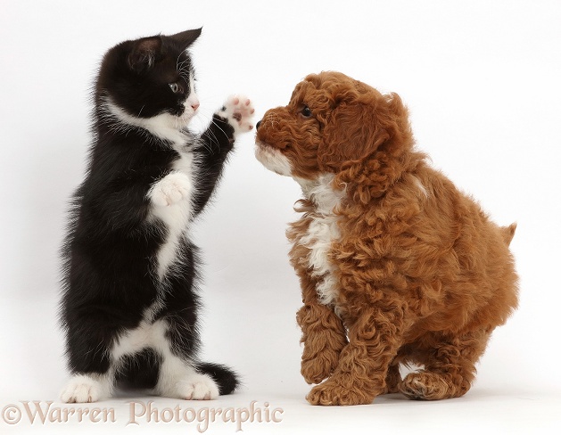 Black-and-white kitten, Solo, 7 weeks old, playfully dabbing at F1b toy Cavapoo puppy, white background