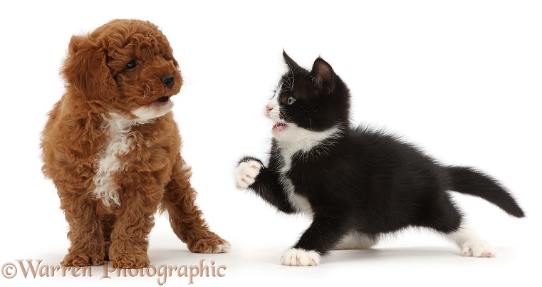 Black-and-white kitten, Solo, 7 weeks old, beckoning F1b toy Cavapoo puppy wrestling, white background
