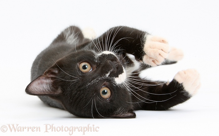 Black-and-white tuxedo male kitten, Tuxie, 3 months old, lying on his side, white background
