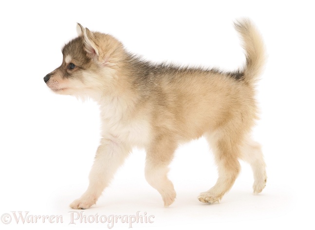 Utonagan puppy walking, white background