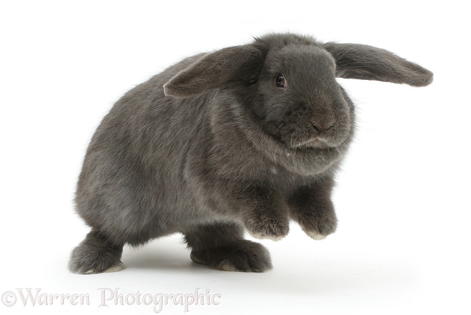 Blue grey lop rabbit jumping up on the spot, white background