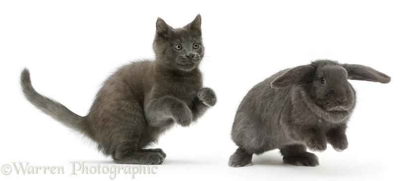 Russian Blue kitten chasing blue Lop rabbit, white background
