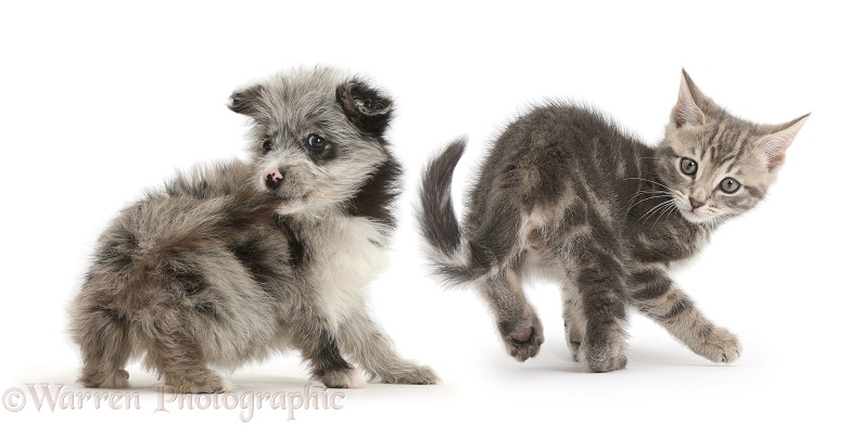 ChiPoo puppy, Roxy, 12 weeks old, walking with grey tabby kitten, stops to grab her own tail, white background