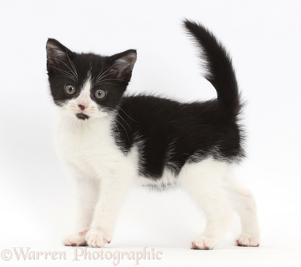 Black-and-white kitten, Loona, 9 weeks old, standing, white background
