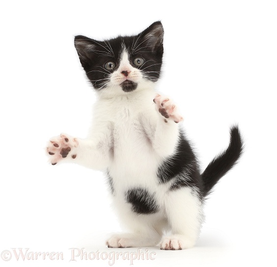 Black-and-white kitten, Loona, 9 weeks old, doing jazz hands, white background