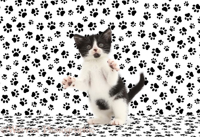Black-and-white kitten, Loona, 9 weeks old, with paw print background, white background