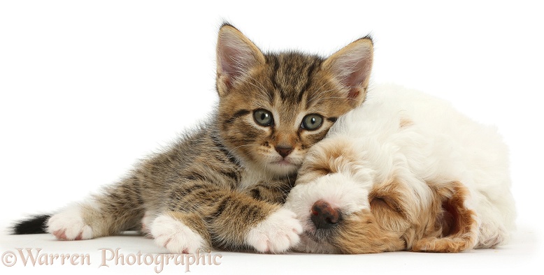 Tabby kitten lounging on sleepy Cockapoo puppy, white background