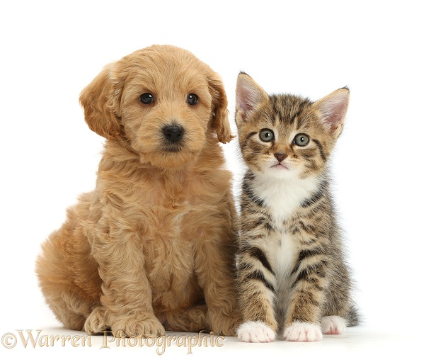 Cockapoo puppy and tabby kitten, white background