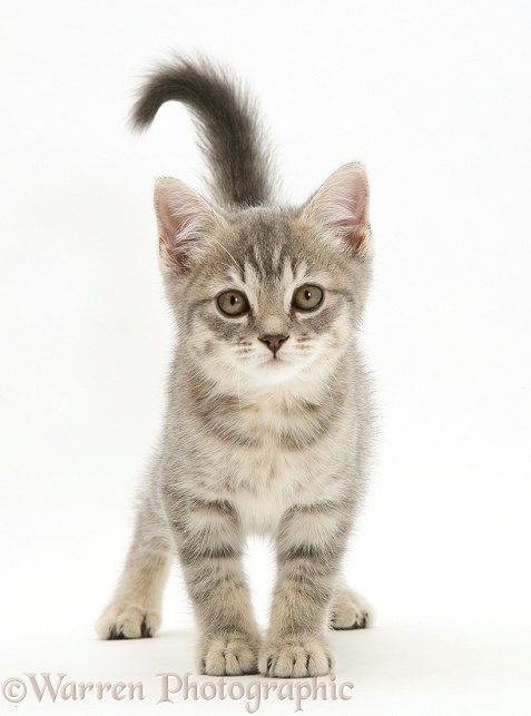 Grey tabby kitten standing, white background