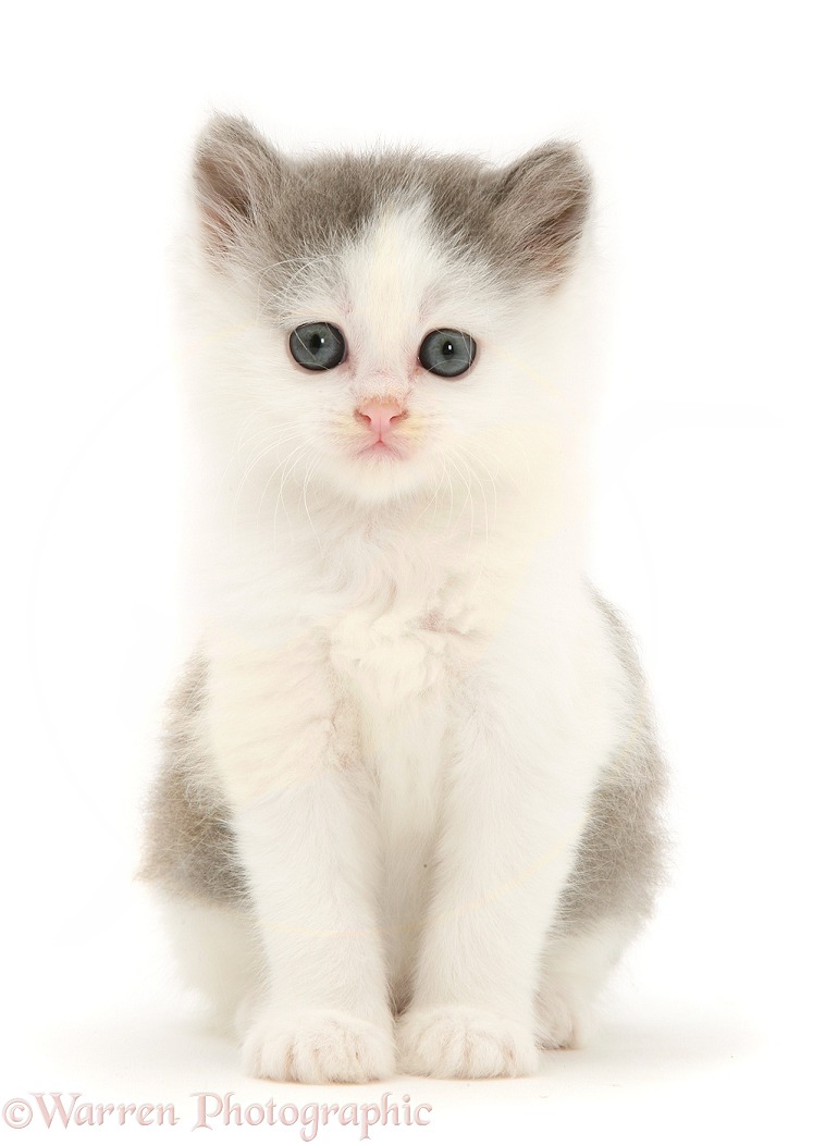 Grey-and-white kitten sitting, white background