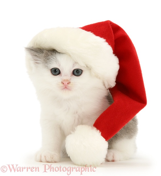 Grey-and-white kitten wearing a Father Christmas hat, white background