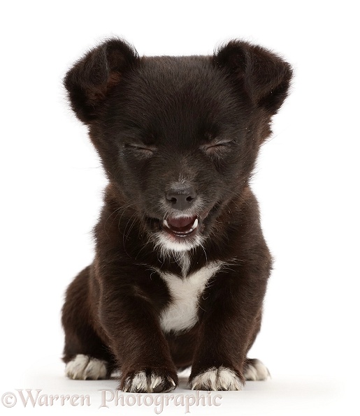 Jackahuahua puppy making a funny face, white background