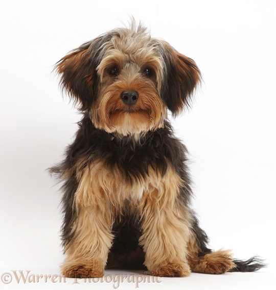 Yorkipoo dog, Oscar, 6 months old, white background