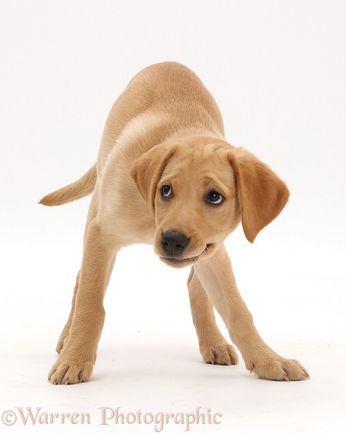 Yellow Labrador puppy, 11 weeks old, white background