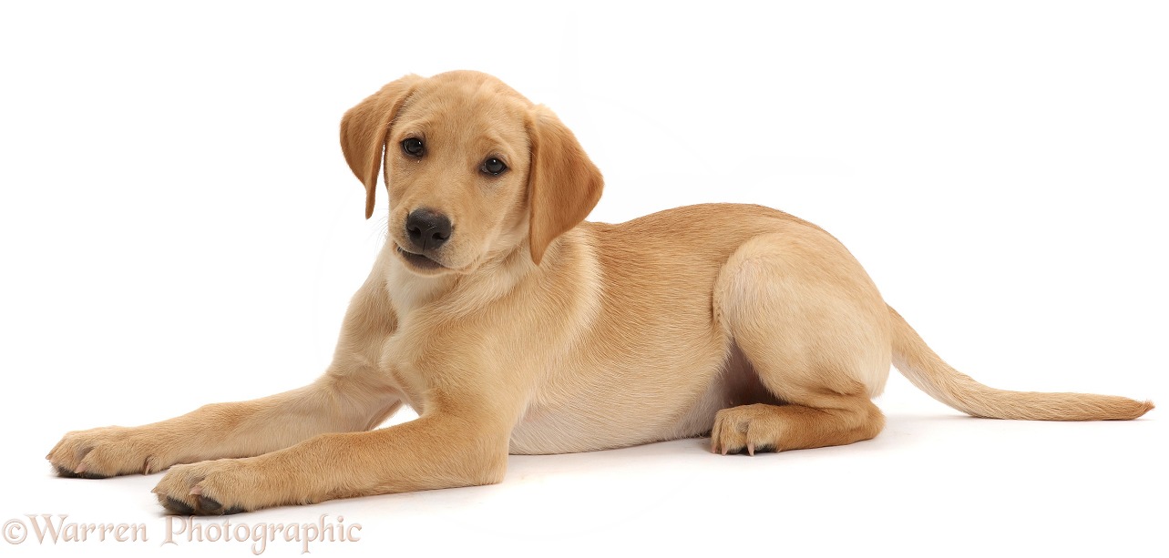 Yellow Labrador retriever puppy, 11 weeks old, white background