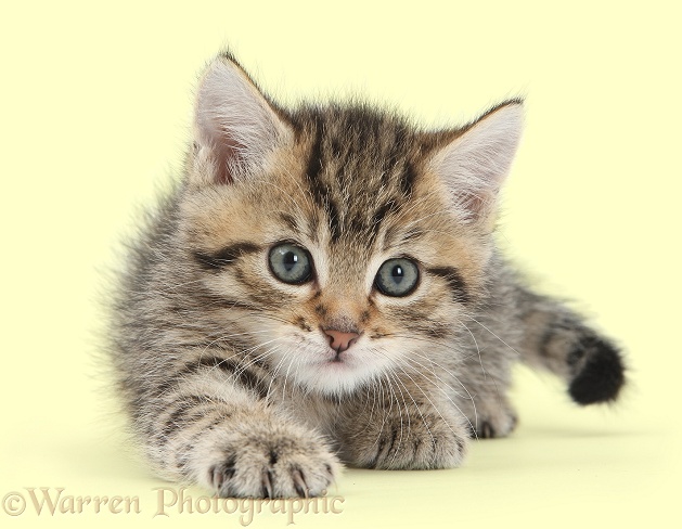 Cute tabby kitten, Stanley, 6 weeks old, white background