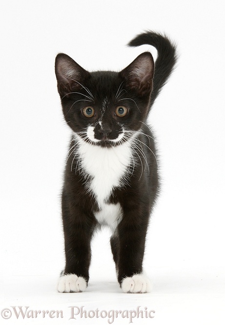 Black-and-white tuxedo kitten, Tuxie, 11 weeks old, standing, white background