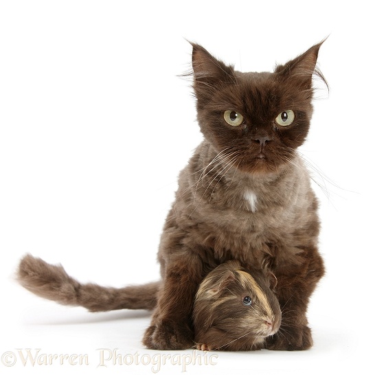 Chocolate cat, Chanel, and young sandy-chocolate Guinea pig, white background