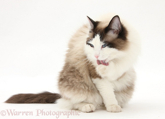 Ragdoll male cat, Loxley, washing a paw, white background
