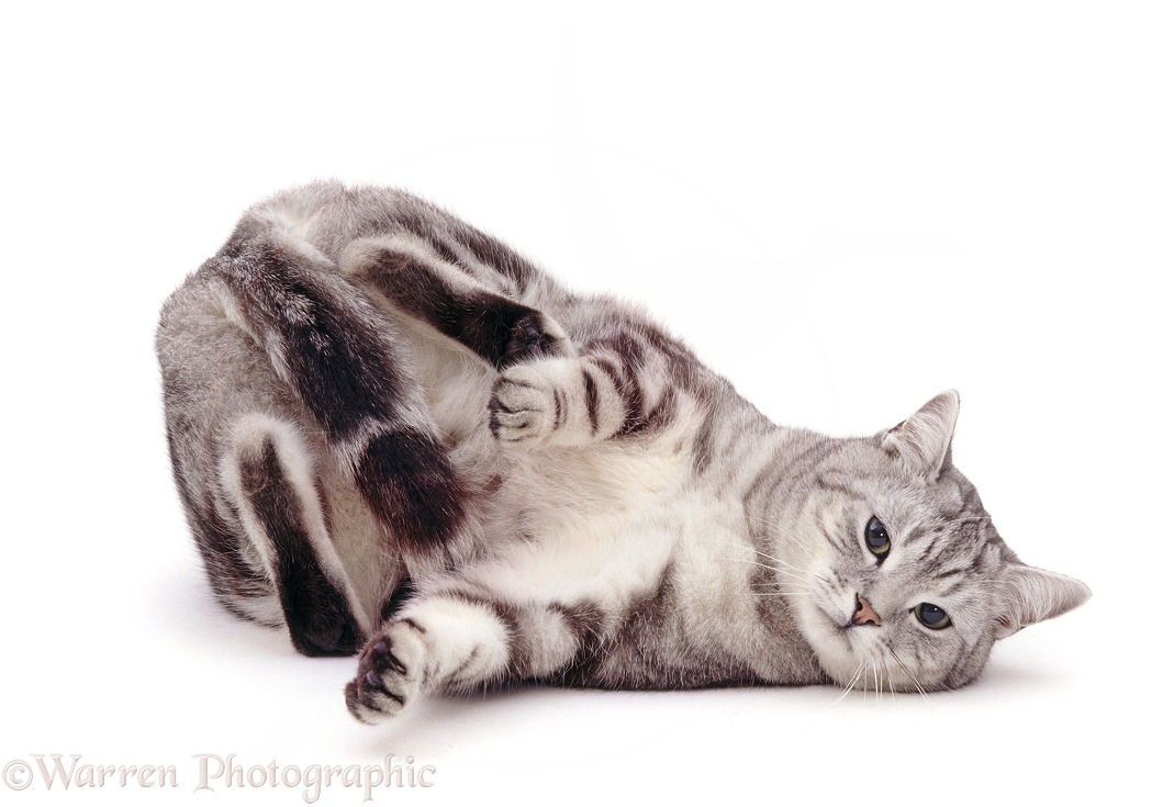 Silver tabby male cat, Butterfly, in submissive posture, white background